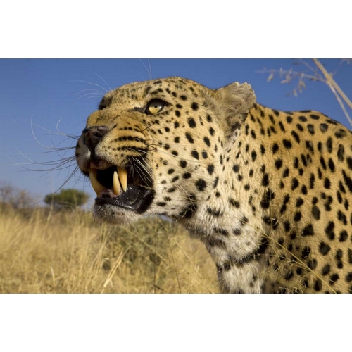Africa, Namibia Leopard snarling